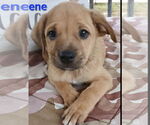 Small #2 Labrador Retriever Mix