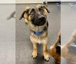 Small Anatolian Shepherd-German Shepherd Dog Mix