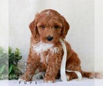 Small #2 Goldendoodle (Miniature)