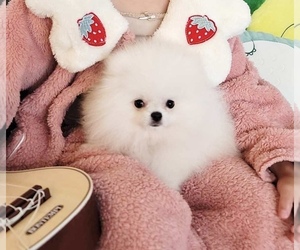Pomeranian Puppy for sale in CHINO HILLS, CA, USA