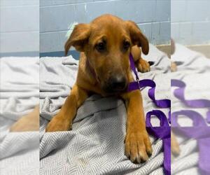 Anatolian Shepherd-German Shepherd Dog Mix Dogs for adoption in Woodland, CA, USA