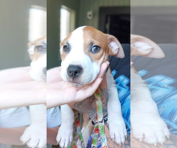 Medium Photo #1 Mutt Puppy For Sale in Jackson, MS, USA