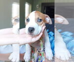 Peyton - Male Mutt Dog for Adoption - Small photo