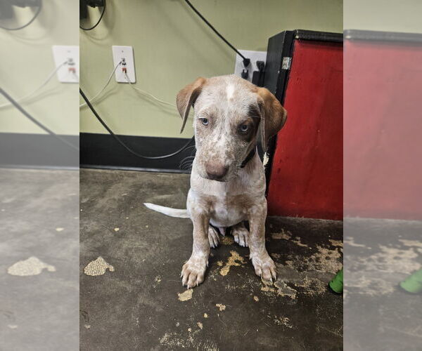 Medium Photo #2 American Pit Bull Terrier-Unknown Mix Puppy For Sale in Evansville, IN, USA