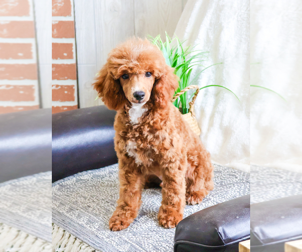 Medium Photo #5 Poodle (Toy) Puppy For Sale in SYRACUSE, IN, USA