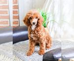 Small Photo #5 Poodle (Toy) Puppy For Sale in SYRACUSE, IN, USA