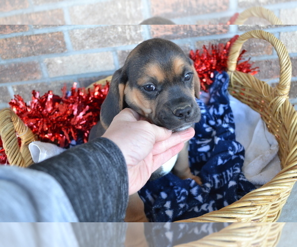 Medium Photo #7 Jug Puppy For Sale in GREENWOOD, WI, USA