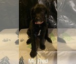 Image preview for Ad Listing. Nickname: Mr Red