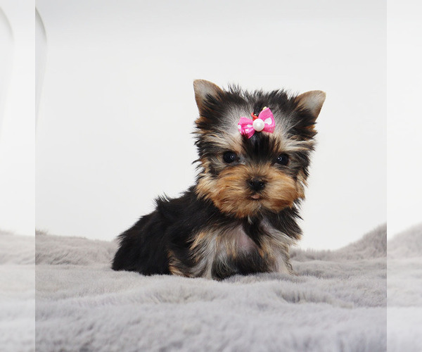 Medium Photo #2 Yorkshire Terrier Puppy For Sale in LOS ANGELES, CA, USA