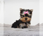 Small #1 Yorkshire Terrier