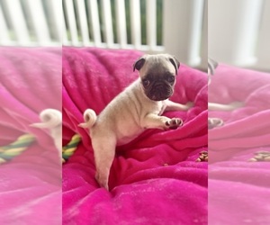 Pug Puppy for sale in MOSELLE, MS, USA