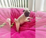 Small Pug
