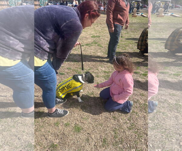 Medium Photo #7 Mutt Puppy For Sale in Munford, TN, USA