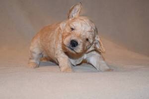 Goldendoodle Puppy for sale in ARLINGTON, WA, USA