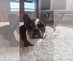 Cardi - Female French Bulldog Dog for Adoption - Photo #4
