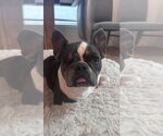 Small Photo #4 French Bulldog Puppy For Sale in St. Louis Park, MN, USA