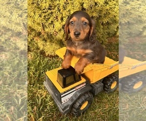 Dachshund Puppy for sale in MIDDLEBURY, IN, USA