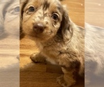 Small Photo #9 Dachshund Puppy For Sale in CATAWBA, SC, USA