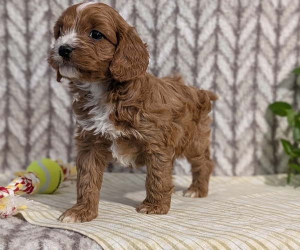 Medium Photo #9 Cavapoo (Miniature) Puppy For Sale in GOSHEN, IN, USA