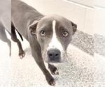 Small #1 Mutt