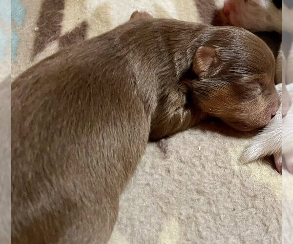 Medium Photo #3 Chihuahua-Unknown Mix Puppy For Sale in New York, NY, USA