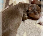 Small #2 Chihuahua Mix