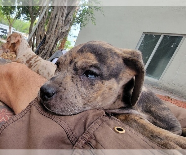 Medium Photo #15 Catahoula Bulldog Puppy For Sale in MIAMI BEACH, FL, USA