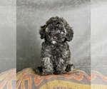 Small #8 Maltipoo (Toy)