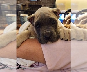 Cane Corso Puppy for sale in CAMBY, IN, USA