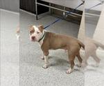 Small Mutt