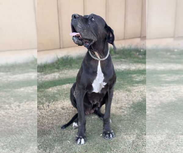 Medium Photo #5 Great Dane Puppy For Sale in PIPE CREEK, TX, USA