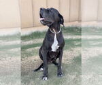 Small #4 Great Dane