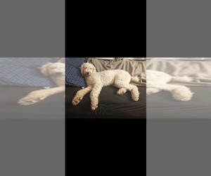 Poodle (Standard) Dog for Adoption in VENETA, Oregon USA