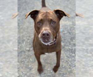 Labrador Retriever-Unknown Mix Dogs for adoption in Santa Maria, CA, USA