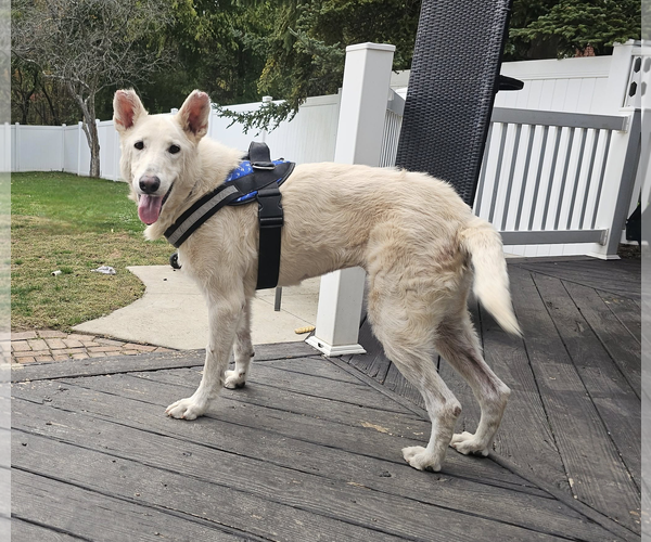 Medium Photo #3 - Mix Puppy For Sale in Hoffman Estates, IL, USA