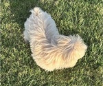 Small #1 Maltipoo (Miniature)