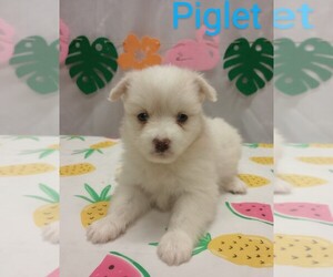 American Eskimo Dog-Miniature Australian Shepherd Mix Puppy for sale in CAMPBELL, MN, USA