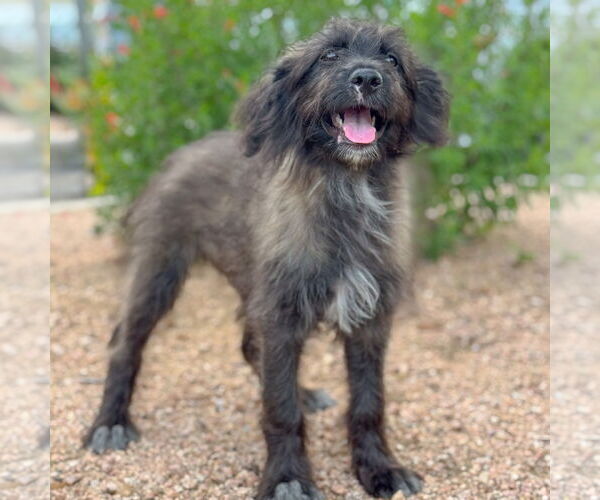 Medium Photo #4 Mutt Puppy For Sale in PIPE CREEK, TX, USA