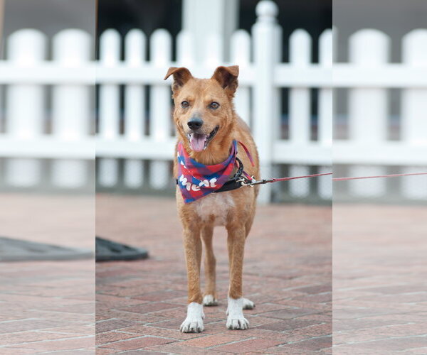 Medium Photo #2 Texas Heeler-Unknown Mix Puppy For Sale in San Jose, CA, USA