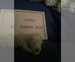 Small Photo #12 Goldendoodle Puppy For Sale in SEYMOUR, CT, USA