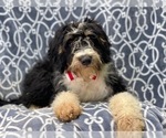 Small Photo #4 Miniature Bernedoodle Puppy For Sale in LAKELAND, FL, USA