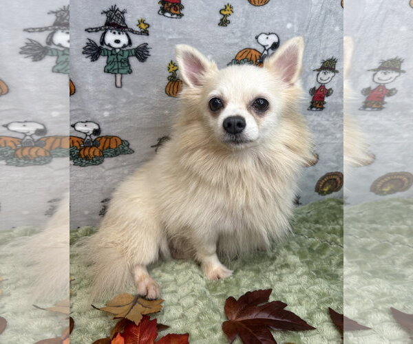 Medium Photo #3 Chiranian Puppy For Sale in Wetumpka, AL, USA