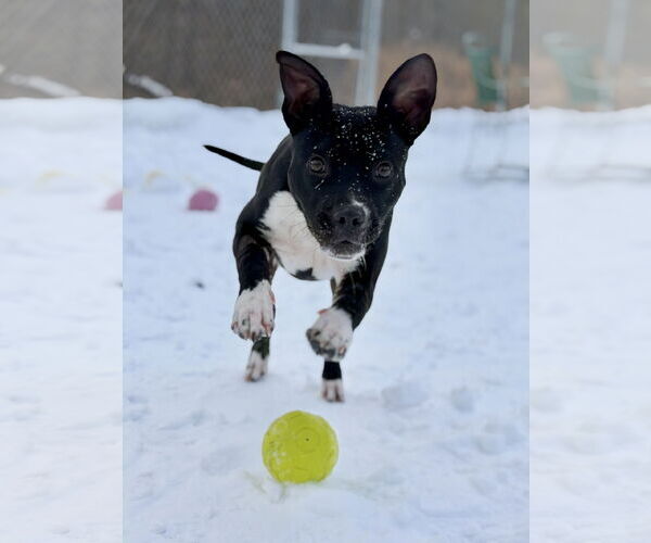 Medium Photo #4 Boston Terrier-Unknown Mix Puppy For Sale in West Cornwall, CT, USA