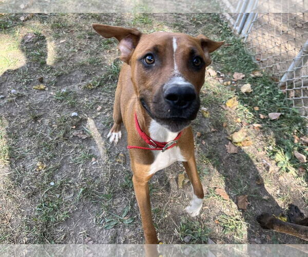 Medium Photo #1 Mountain Cur-Unknown Mix Puppy For Sale in Hinton, WV, USA