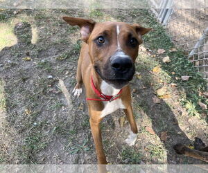 Mountain Cur-Unknown Mix Dogs for adoption in Hinton, WV, USA
