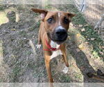 Small Mountain Cur Mix