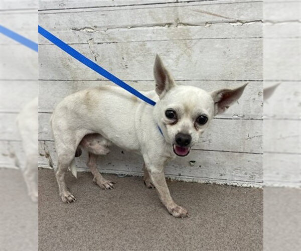 Medium Photo #1 Chihuahua Puppy For Sale in San Bernardino, CA, USA