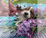 Small #3 Basset Hound