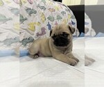 Puppy Pipita Pug