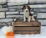 Puppy Cinnamon Beagle